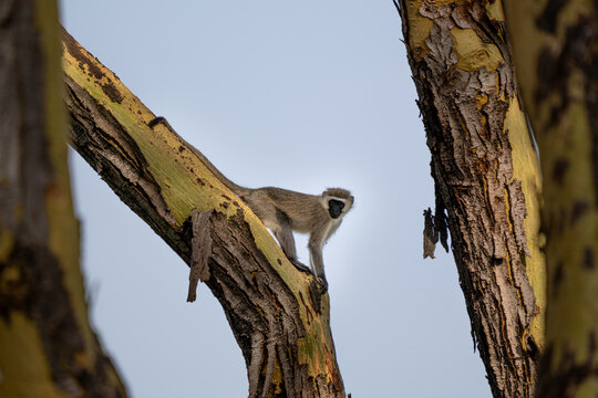 A vervet monkey standing on the trunk of a yellow fever acacia tree in Lewa Wildlife Conservancy in Kenya.