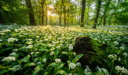 Naklejka premium Beautiful Spring Forest with White Wild Blooming Garlic