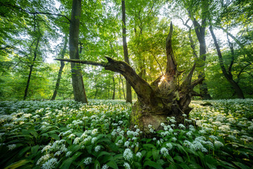 Naklejka premium Beautiful Spring Forest with White Wild Blooming Garlic