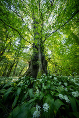 Fototapeta premium Beautiful Spring Forest with White Wild Blooming Garlic