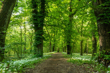 Obraz premium Beautiful Spring Forest with White Wild Blooming Garlic