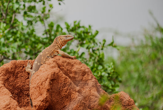 A Nile monitor lizard standing on top of a termite mound in Sera Community Conservancy in Samburu, Kenya.