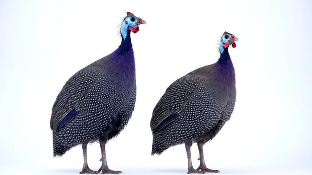 Two guinea fowl birds with speckled feathers and blue and red facial markings stand on a white background