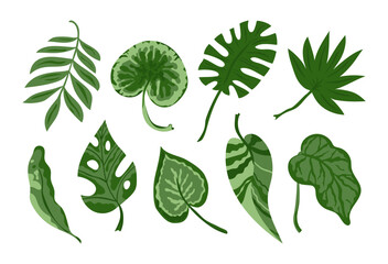 Green tropical leaves collection. Palm tree branches, banana leaf and exotic rainforest leaves in hand drawn flat style. Botanical set with summer paradise plant elements, jungle floral foliage. © Vala Ivashchenko