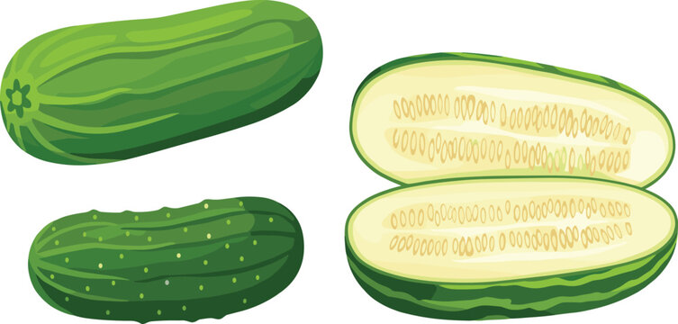 Fresh Green Gourd Vegetable Illustration Set with Whole and Cut Organic Cucurbit Designs for Healthy Food and Farming Projects