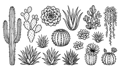 Hand Drawn Cactus and Succulent Plant Collection in Black and White Line Art Vector Style © Aslam