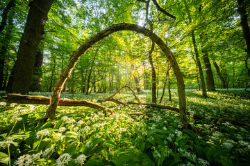 Obraz premium Beautiful Spring Forest with White Wild Blooming Garlic and a Natural arch Formed from a Tree