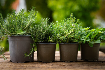 Various fresh herbs in pots on rustic wooden surface in natural light. Background for the spice kitchen. Close-up. © gudrun