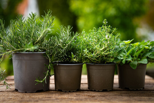 Various fresh herbs in pots on rustic wooden surface in natural light. Background for the spice kitchen. Close-up.
