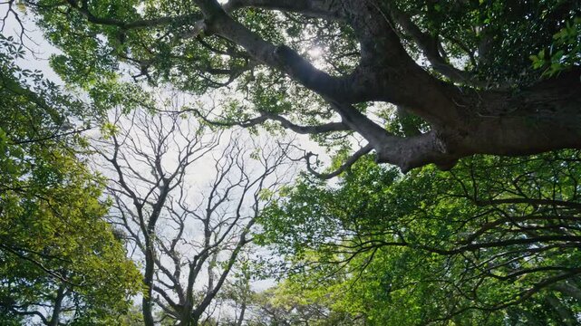 広がるタブノキと差し込む太陽光