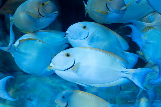 クロハギ　Acanthurus xanthopterus