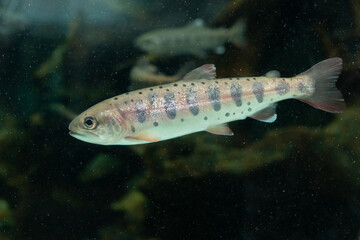 ヤマメ　Oncorhynchus masou © Chiho Oki
