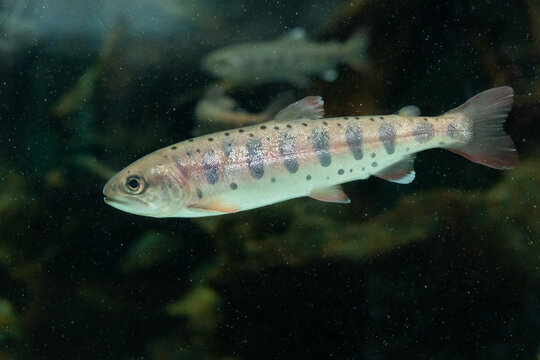 ヤマメ　Oncorhynchus masou