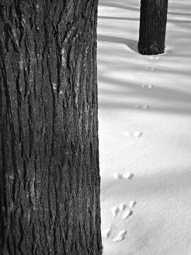 Detailed bark texture and small animal tracks in a snowy park 