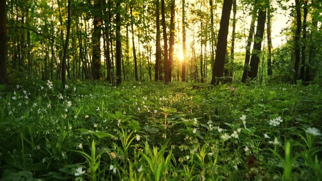 Beautiful Sunrise In Sunny Spring Forest. Sunlight Sunbeams Through Woods In Forest Landscape with Beautiful Blooming Wild Garlic