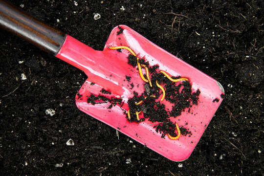 Orange-colored wireworms are the larvae of click beetles. They live in home garden beds and damage crops by eating the roots, seeds, and stems of vegetable plants.