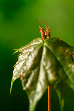 A freshly opened leaf crowned with tiny rust-red curling tips 