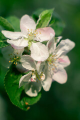Fototapeta premium Macro shot of white apple blossoms with pink tints in a spring garden 