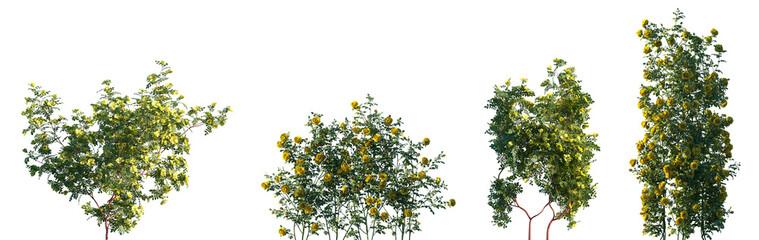 Fototapeta premium Set of Rosa xanthina and Rosa setigera blossoming frontal isolated png on a transparent background perfectly cutout
