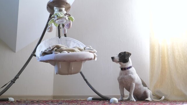 Cute white and grey dog sitting patiently on a living room carpet next to an empty modern baby swing rocker that is moving back and forth, representing anticipation for a new family member