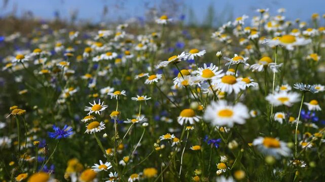 Beautiful summer meadow with white chamomile daisies and blue cornflowers gently swaying in the light wind under the bright sun, creating a peaceful and serene floral background