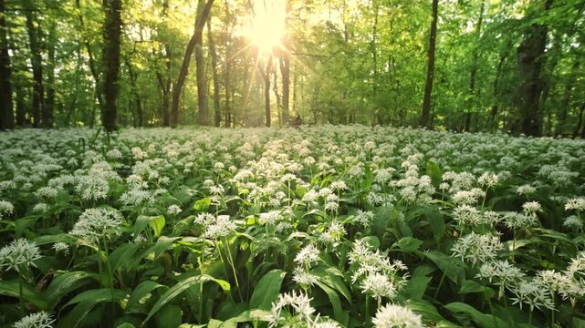 Beautiful Sunrise In Sunny Spring Forest. Sunlight Sunbeams Through Woods In Forest Landscape with Beautiful Blooming Wild Garlic