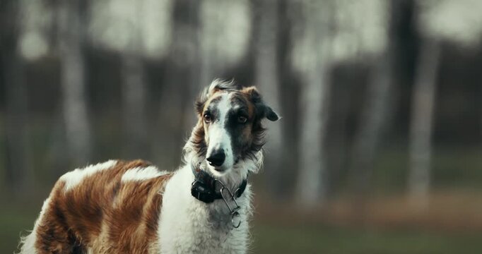 A borzoi strolls amidst tall grass in an open landscape