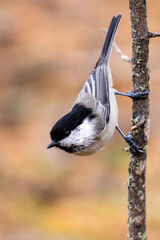 Willow tit © Risto