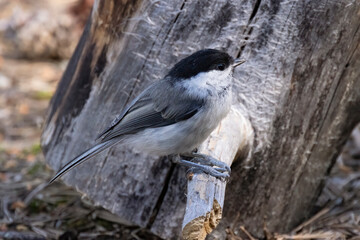 Willow tit © Risto