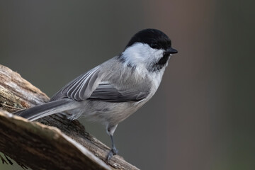 Willow tit © Risto
