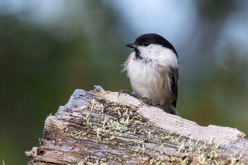 Willow tit © Risto
