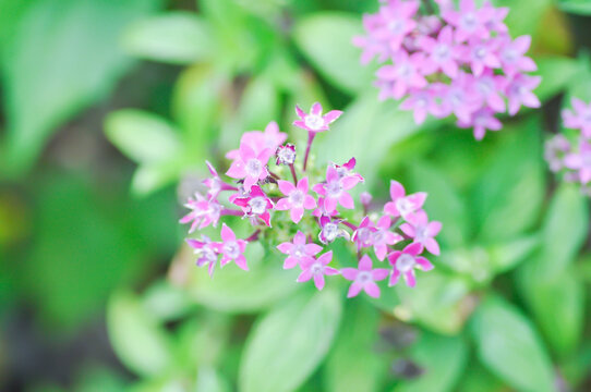 Pentas lanceolata , Egyptian star cluster or RUBIACEAE or Egyptian starcluster or Starflower or pink flower