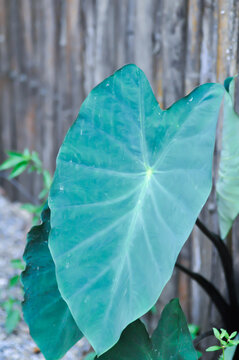 Xanthosoma sagittifolium Frozen Planet or Xanthosoma nigrum Vell Mansf or araceae or xanthosoma sagittifolium