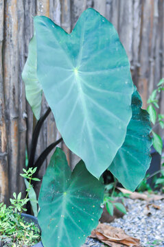 Xanthosoma sagittifolium Frozen Planet or Xanthosoma nigrum Vell Mansf or araceae or xanthosoma sagittifolium