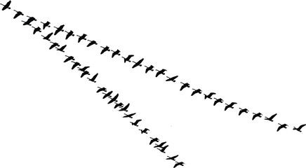 Bird flock icon illustration set, black silhouettes showing geese flying in V-shaped migration formation - flat vector illustration © MD Tariful islam