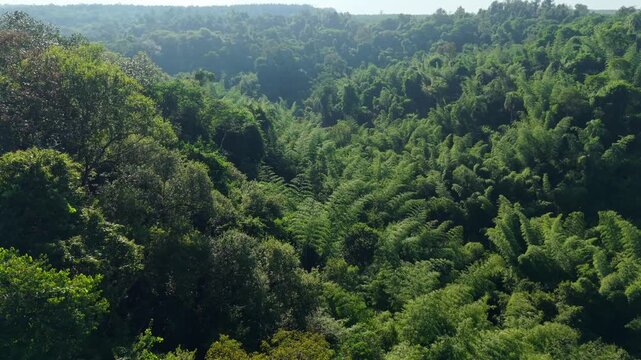 Dense Atlantic Forest canopy in Misiones Argentina with extensive bamboo thickets and humid subtropical vegetation across rolling terrain, drone forward flight shot