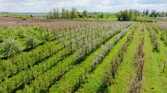 Cinematic aerial, flowering apple trees in Jaunmoku Darzi Latvia bright daylight