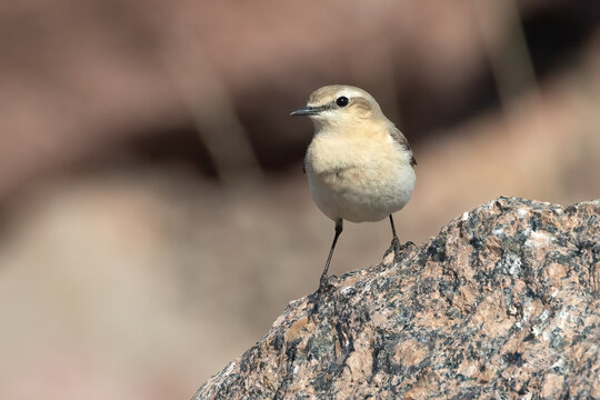 Northern wheatear