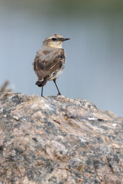 Northern wheatear