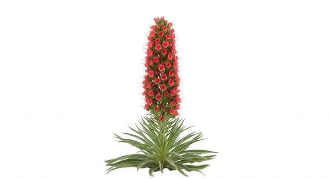 Tall, cone-shaped red echium wildpretii flower spike with a rosette of pointed green leaves isolated against a solid black background