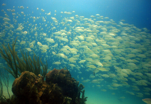 Large school of yellowtail snapper fish swimming over a sandy Caribbean seabed