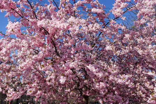A blossoming cherry tree in Prague covered in delicate pink flowers, bringing spring color to the historic cityscape.
