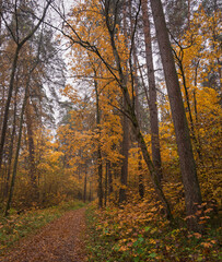 Obraz premium Forest path in autumn through tall pines and maple trees with golden yellow foliage. Natural beauty and tranquility perfect for background image and travel concept. Golden autumn.