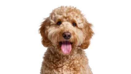 Fotobehang Hond Curly-haired apricot Goldendoodle dog head with open mouth  © Vetle
