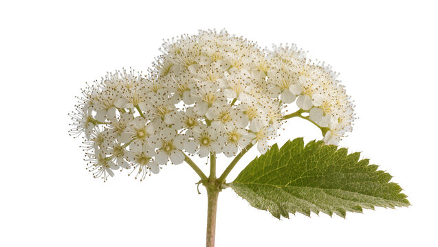 White Elderflower Blossoms with Green Leafy Stem