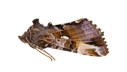 Detailed Brown and Beige Mottled Moth with White Spots and Antennae © Vetle