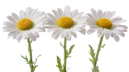 Fototapeta premium Three Fresh White Daisy Flowers with Yellow Centers and Green Stems