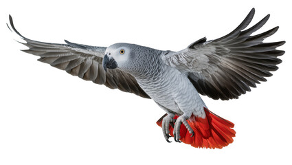Gray African Parrot Flying with Extended Wings and Red Tail Feathers © Vetle