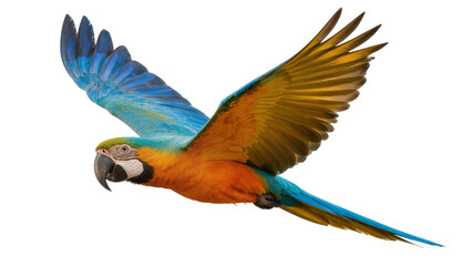 Fototapeta premium Vibrant Blue-Green Macaw Parrot Flying with Extended Wings