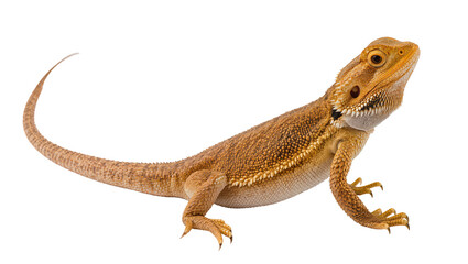 Fototapeta premium Brown bearded dragon reptile with spiky frill and long curved tail
